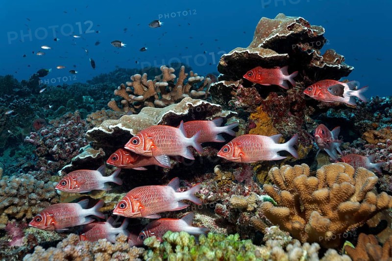Swarm Silverspot squirrelfish (Sargocentron caudimaculatum) swims in front of stony corals
