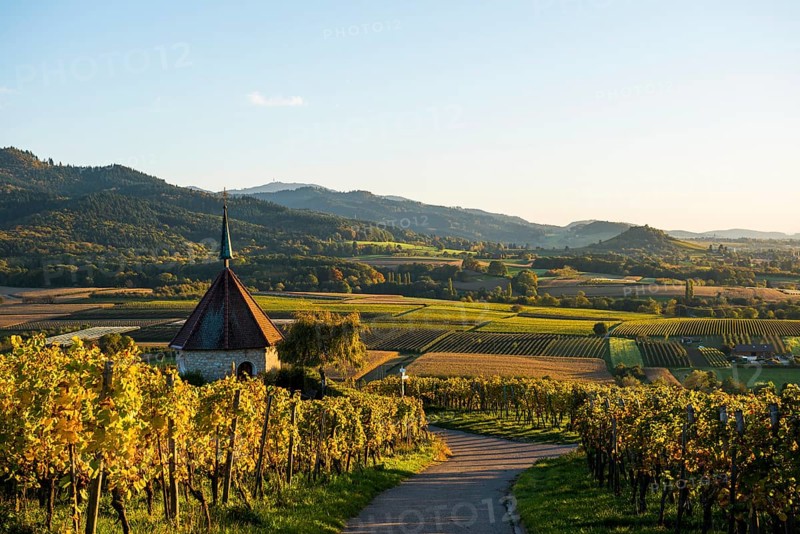 Olbergkapelle between vineyards