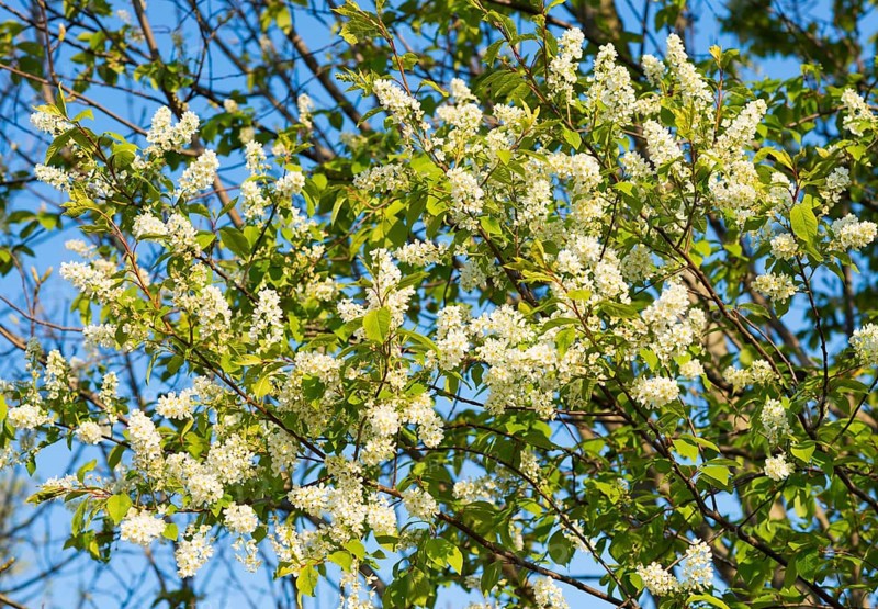 European Bird Cherry (Prunus padus)