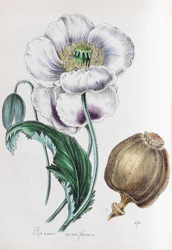 Opium poppy (Papaver somniferum)