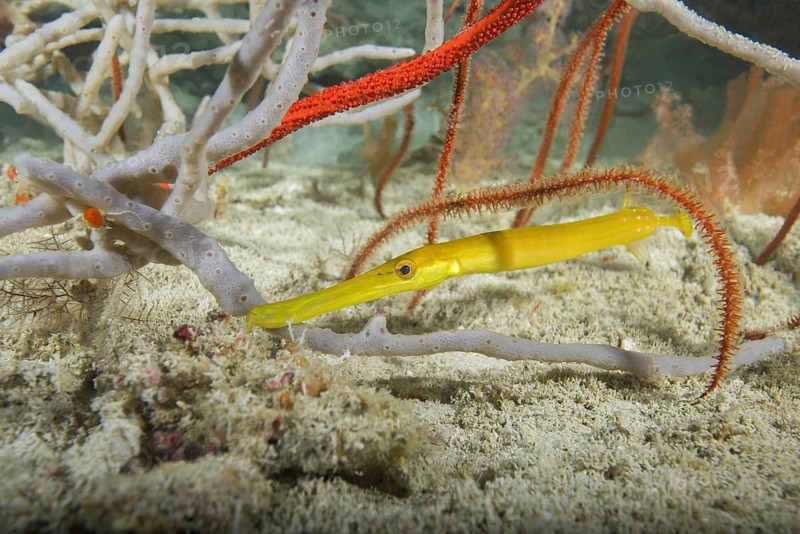 Baby Yellow Pacific Trumpetfish (Aulostomus chinensis) hiding among corals and sponges