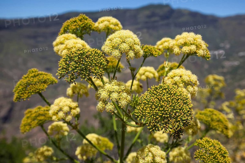 Yellow flowering giant fennel (Ferula communis)