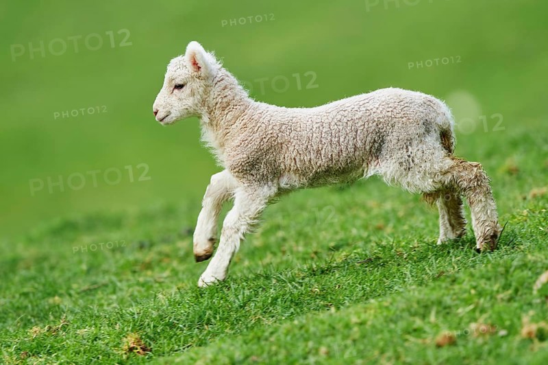 Merino sheep (Ovis sp.)