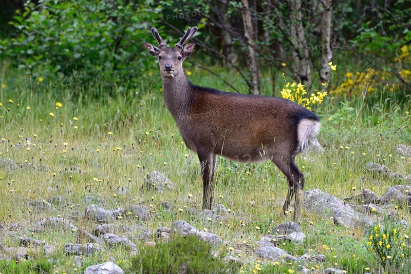 Young red deer (Cervus elaphus) in bast