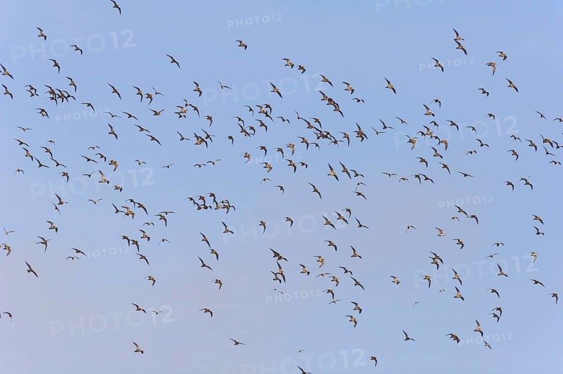 A flock of golden plover (Puvialis apricaria)