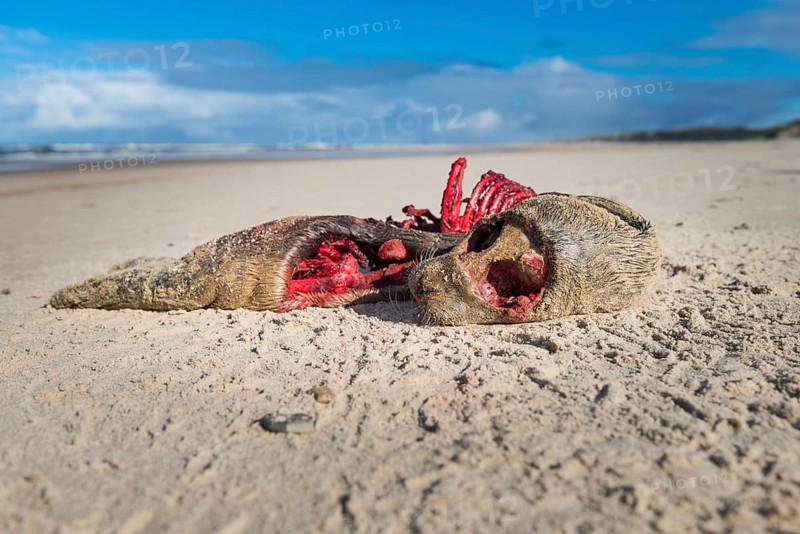 Carcass