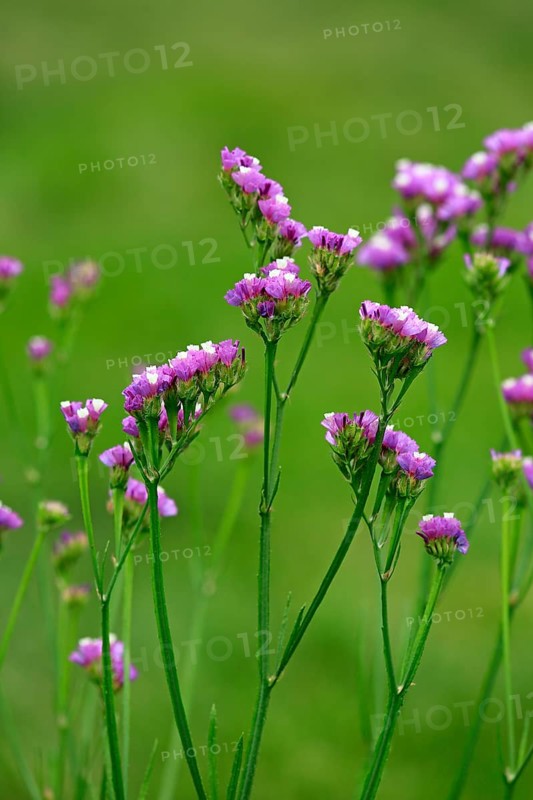 Sea Lavender (Limonium)