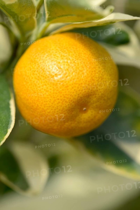 Limequat (Fortunella margarita variegata)