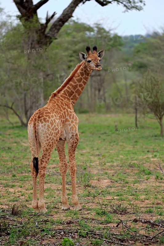 Southern giraffe (Giraffa camelopardalis giraffa)