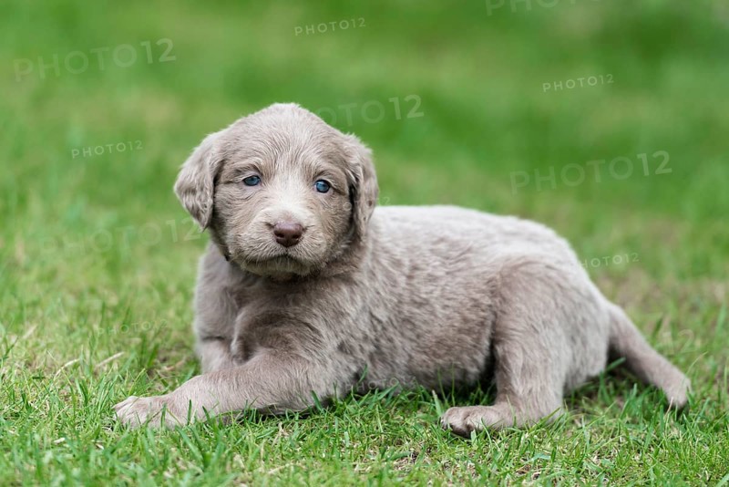 Longhair Weimaraner