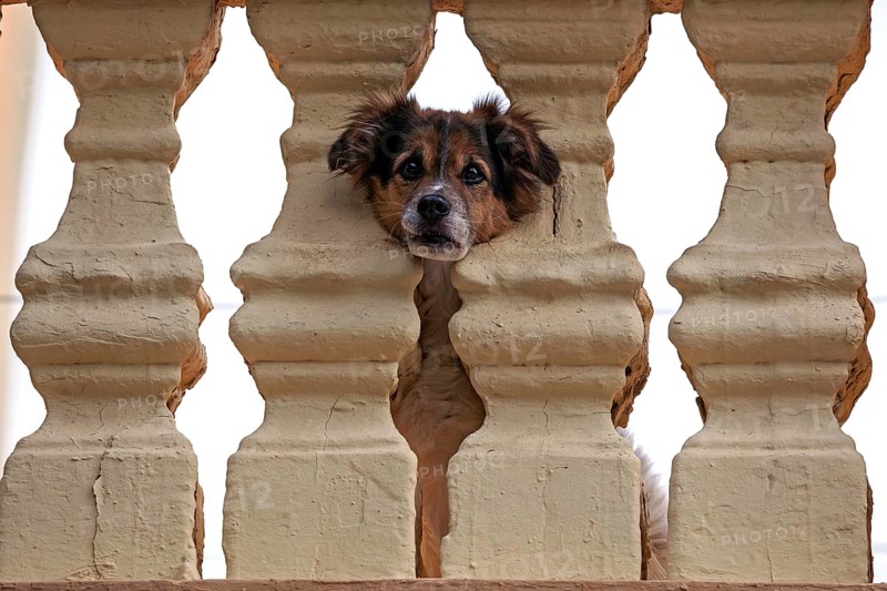 Little dog pokes head through balustrade