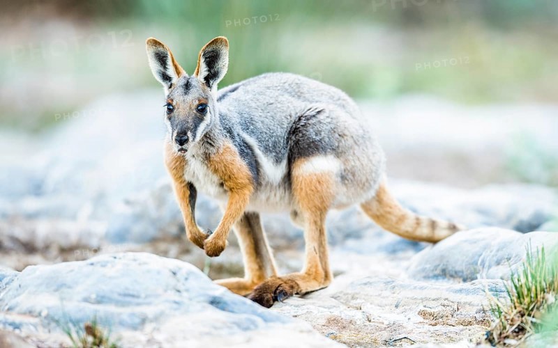 Yellow-footed rock-wallaby (Petrogale xanthopus)