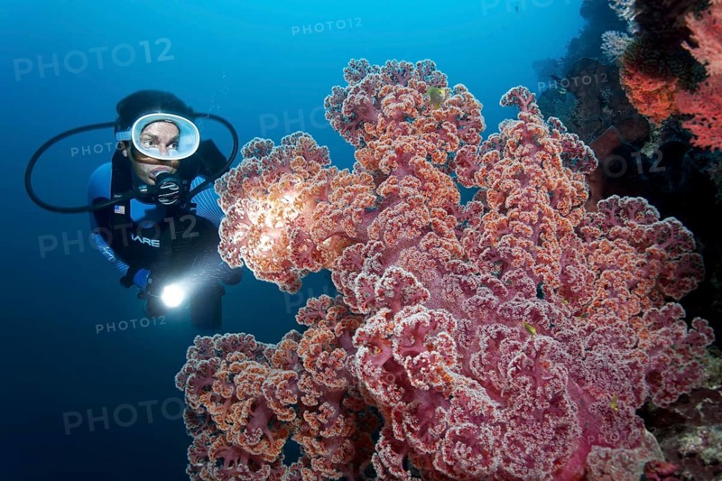 Diver with Lamp viewed large soft coral (Dendronephthya mucronata)