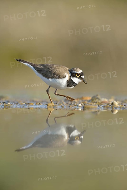 Little ringed plover (Charadrius dubius) searching for food in the silt of an abandoned gravel pit