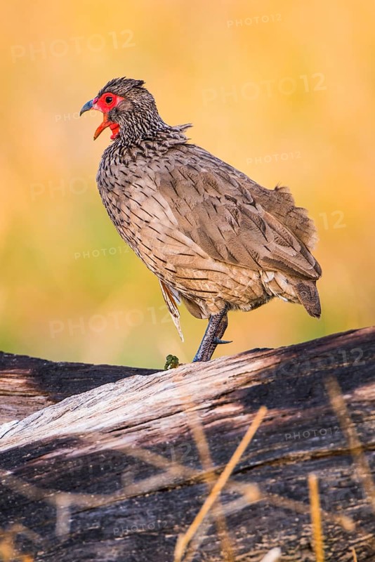 Swainson's spurfowl (Francolinus swainsonii)