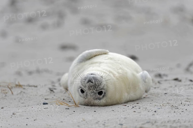 Grey seal (Halichoerus grypus)