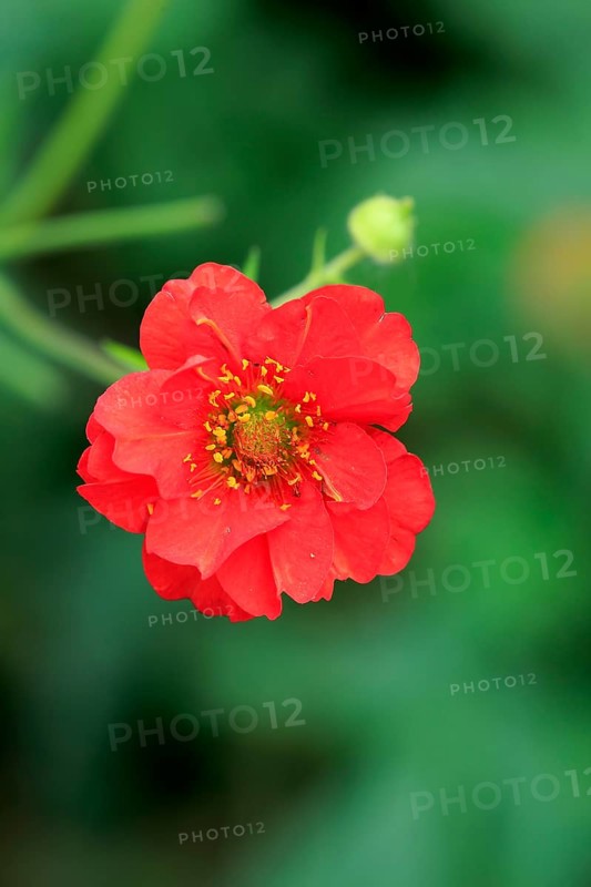 Scarlet Avens (Geum coccineum)