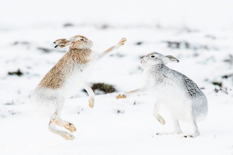 Mountain hares (Lepus timidus) boxing in the snow