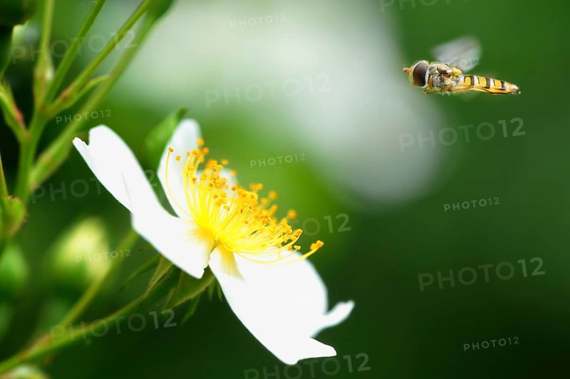 Common hoverfly (Eupeodes corollae) over white blossom