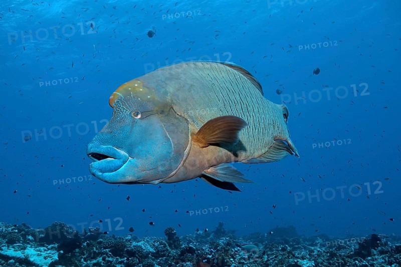 Humphead Wrasse (Cheilinus undulatus) floats over coral reef
