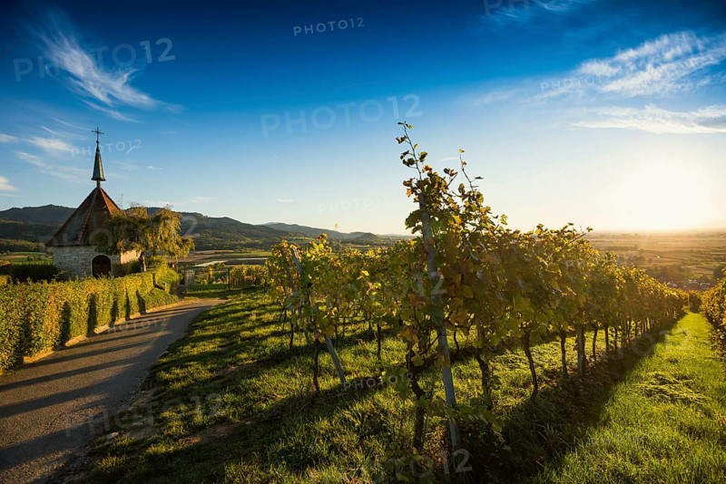 Olbergkapelle between vineyards