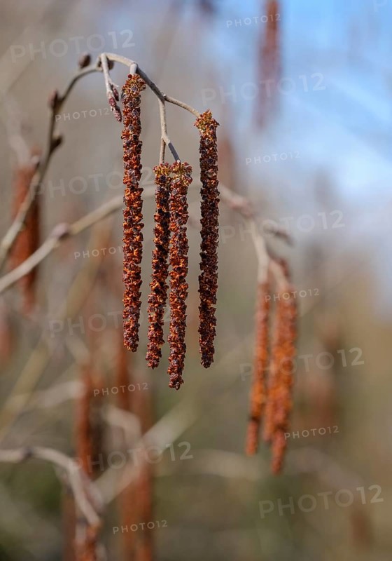 Inflorescence of Gray alder (Alnus incana)