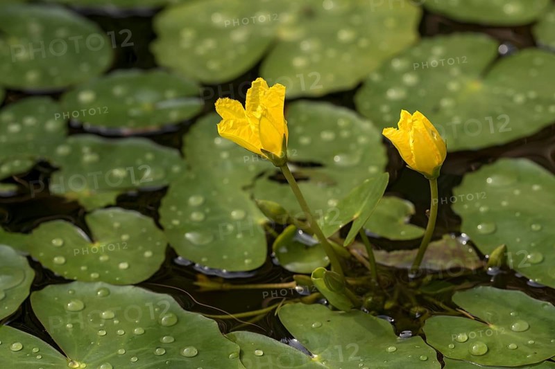 Water fringe (Nymphoides peltata) in water