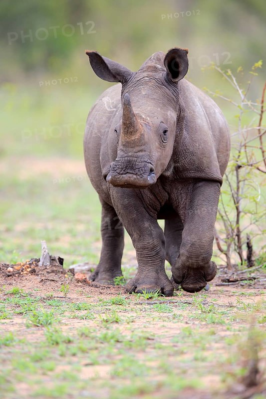White rhinoceros (Ceratotherium simum)