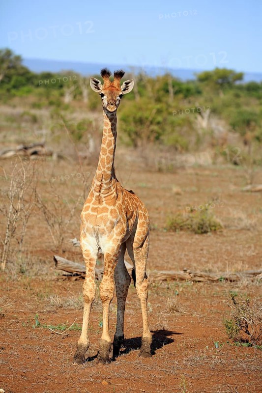 Southern giraffe (Giraffa camelopardalis giraffa)