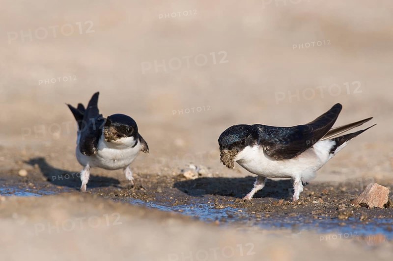 Common house martins (Delichon urbicum)