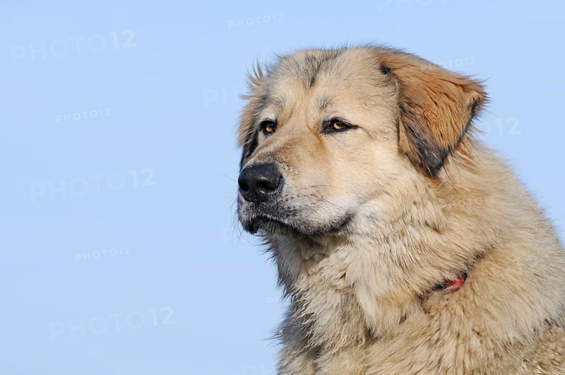 Caucasian Ovcharka