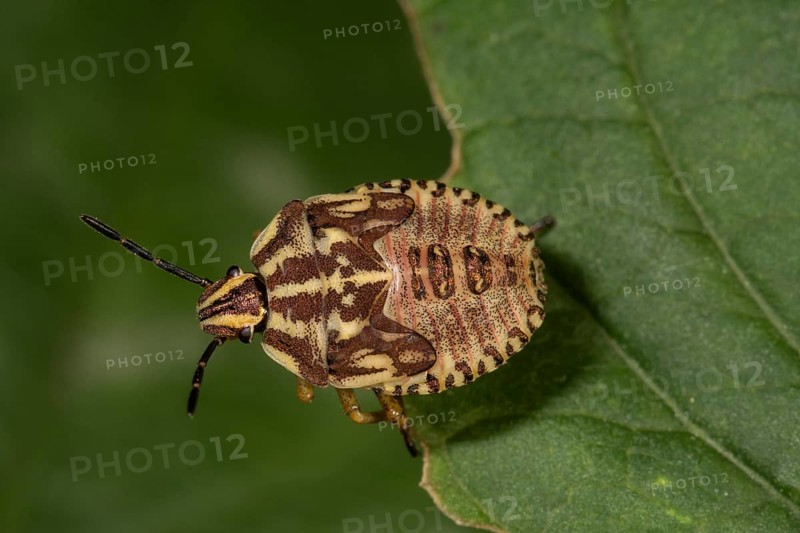 Carpocoris purpureipennis (Carpocoris purpureipennis)
