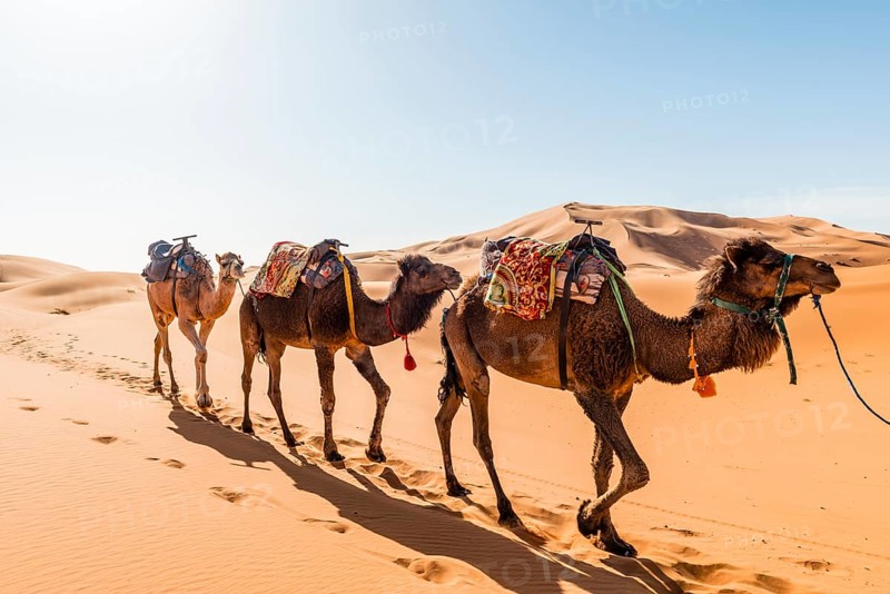 Three Dromedaries (Camelus dromedarius)