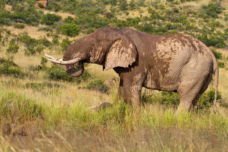 African elephant (Loxodonta africana)