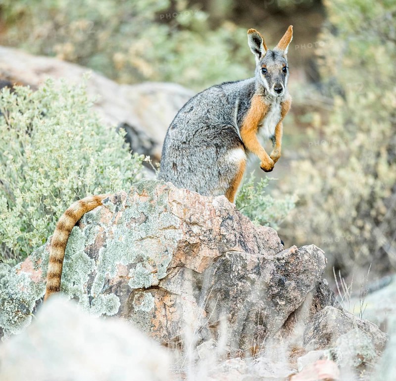 Yellow-footed rock-wallaby (Petrogale xanthopus)
