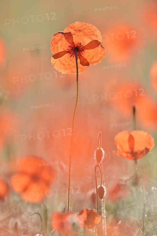 Sand poppy (Papaver argemone)