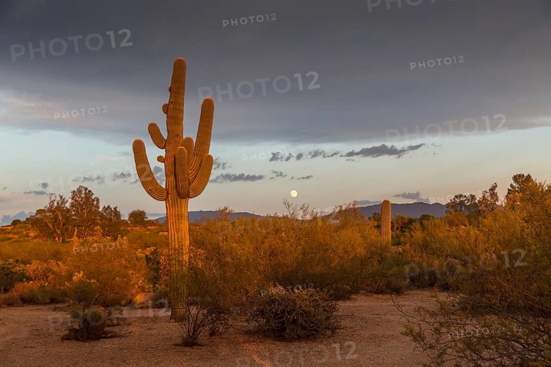 Cactus Landscape