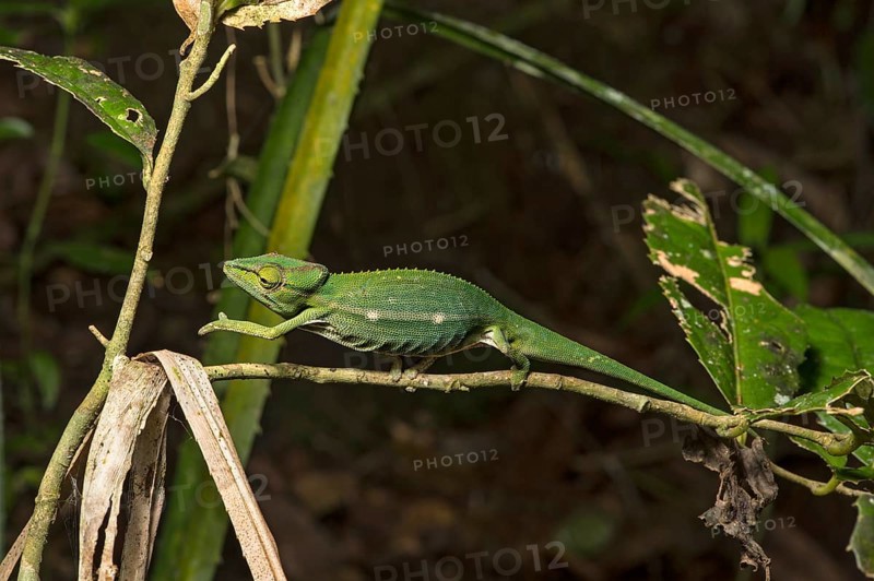 Chameleon (Calumma gastrotaenia)