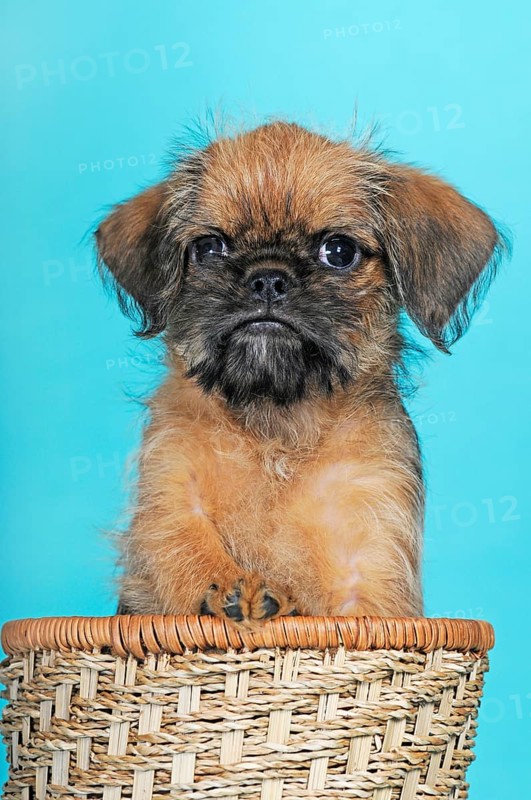Brussels Griffon