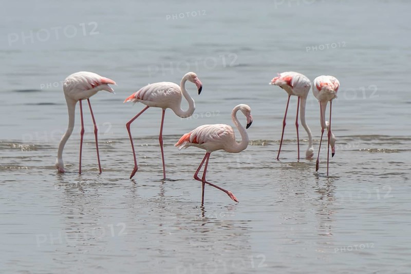Greater flamingos (Phoenicopterus roseus) standing in shallow water