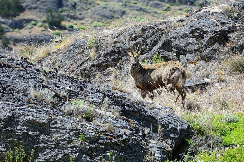 South Andean deer