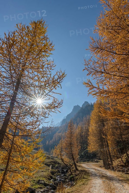 Autumnal Larches (Larix) with solar reflex