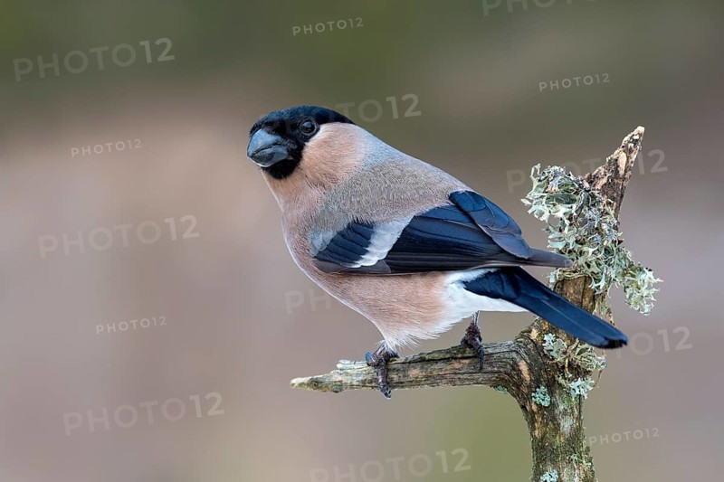 Eurasian bullfinch (Pyrrhula pyrrhula)