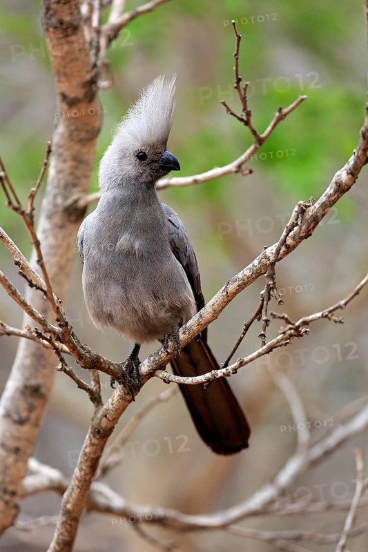 Grey Go-away-bird (Corythaixoides concolor)