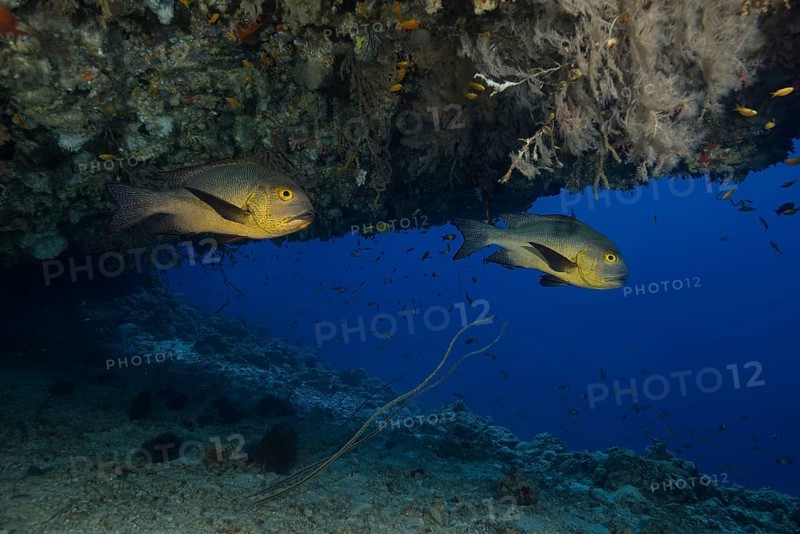 Two Midnight Snapper (Macolor macularis) swim in a cave