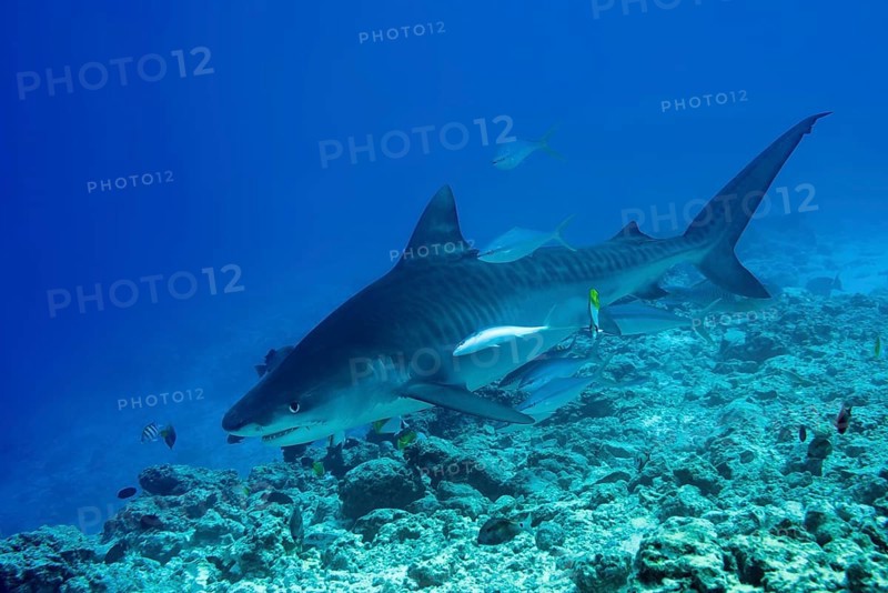 Tiger Shark (Galeocerdo cuvier) swim over coral reef