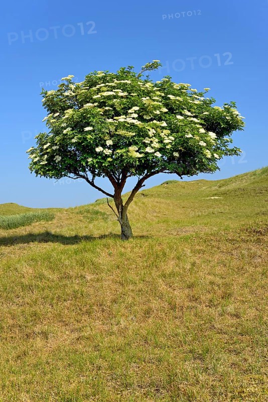 Elder (Sambucus nigra)