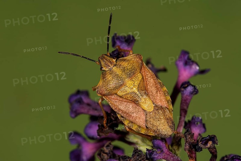 Tree bug (Carporcoris purpureipennis) on flower of Buddleja davidii (Buddleja davidii)