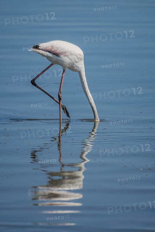 Pink Flamingo (Phoenicopterus roseus)