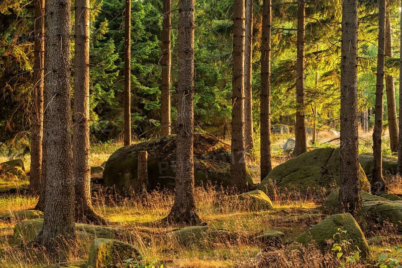 Spruce forest with rocks in the evening light